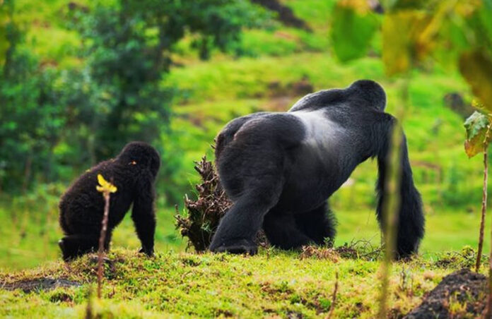 alpha-mountain-gorilla Alpha Mountain Gorilla