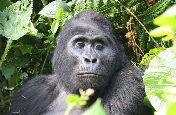 bwindi-gorilla Bwindi Gorilla