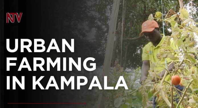 urban-farming-kampala Urban Farming